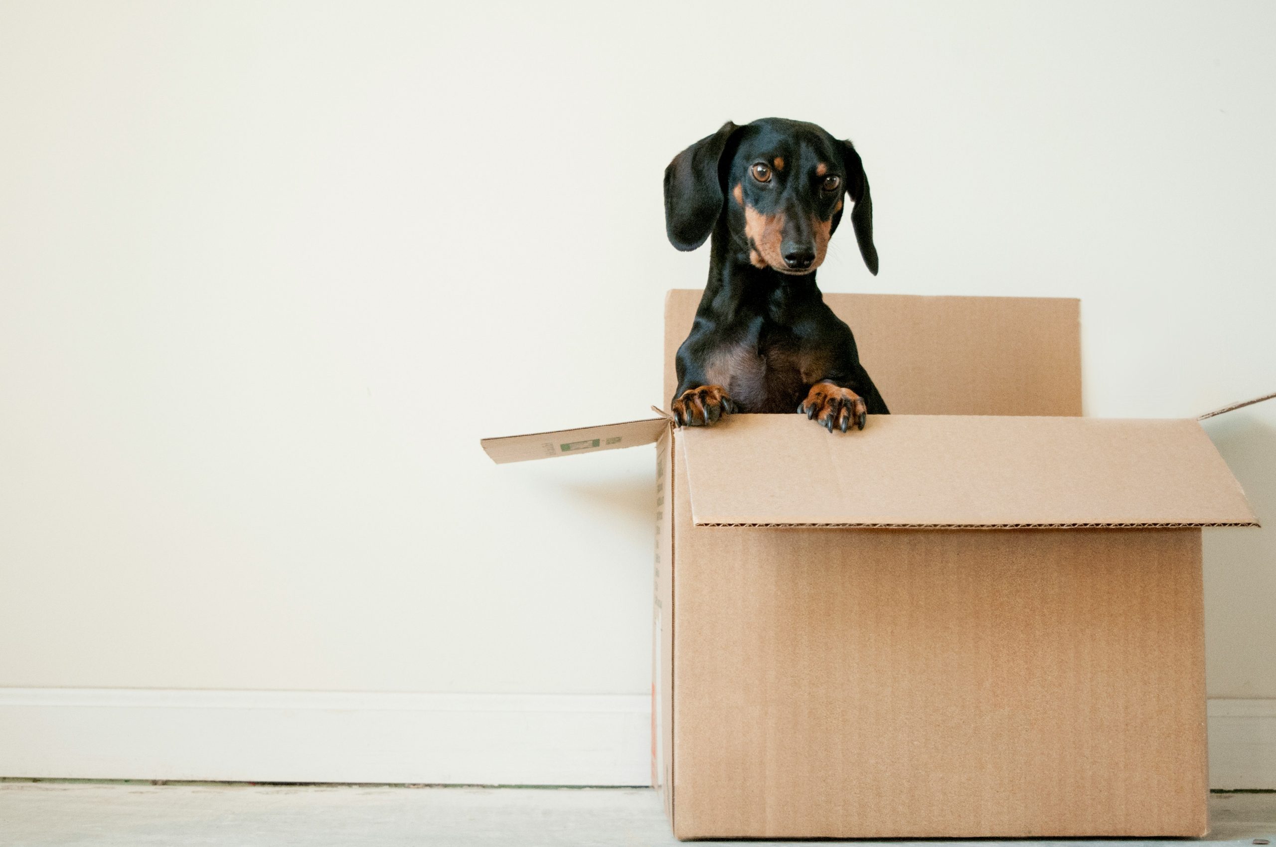 A black and tan Dachshund is peeking out of an open cardboard box placed against a plain white wall. The dog's front paws are resting on the edge of the box, and it gazes forward with a curious expression. The floor is made of light-colored tiles.